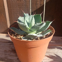 Load image into Gallery viewer, 6" Agave potatorum 'Butterfly Agave'