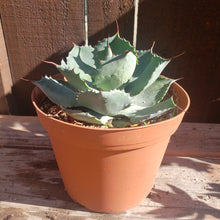 Load image into Gallery viewer, 6" Agave potatorum 'Butterfly Agave'