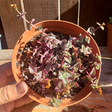 Load image into Gallery viewer, 6" Crassula pellucida 'Calico Kitten'