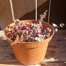 Load image into Gallery viewer, 6" Crassula pellucida 'Calico Kitten'