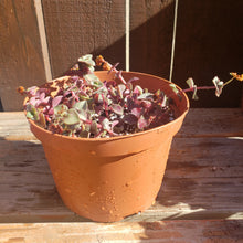 Load image into Gallery viewer, 6" Crassula pellucida 'Calico Kitten'