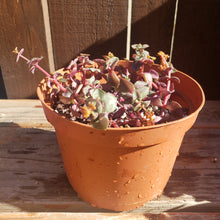 Load image into Gallery viewer, 6" Crassula pellucida 'Calico Kitten'