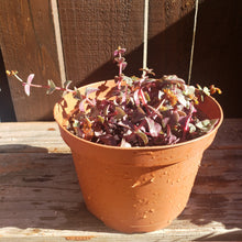 Load image into Gallery viewer, 6" Crassula pellucida 'Calico Kitten'