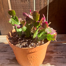 Load image into Gallery viewer, 6" 'Christmas' Cactus