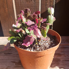 Load image into Gallery viewer, 6" 'Christmas' Cactus