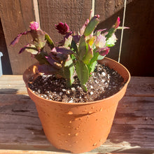 Load image into Gallery viewer, 6" 'Christmas' Cactus