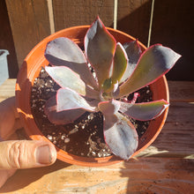 Load image into Gallery viewer, 6" Echeveria 'Afterglow'