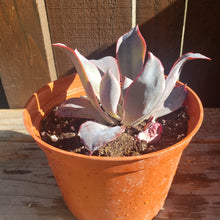 Load image into Gallery viewer, 6" Echeveria 'Afterglow'