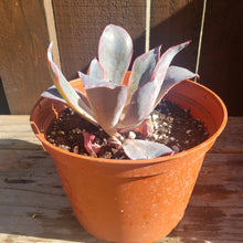 Load image into Gallery viewer, 6" Echeveria 'Afterglow'