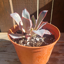 Load image into Gallery viewer, 6" Echeveria 'Afterglow'