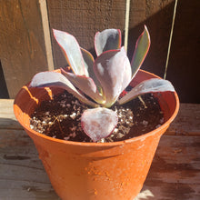 Load image into Gallery viewer, 6" Echeveria 'Afterglow'