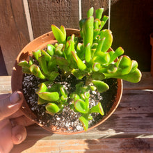 Load image into Gallery viewer, 6" Jade 'Ogre Ears'