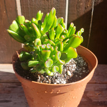 Load image into Gallery viewer, 6" Jade 'Ogre Ears'