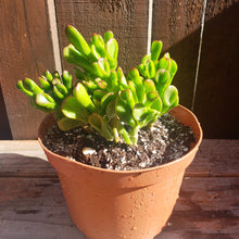 Load image into Gallery viewer, 6" Jade 'Ogre Ears'