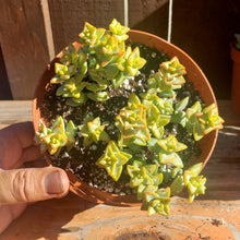 Load image into Gallery viewer, 6" Crassula perforata 'String-of-Buttons'