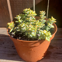 Load image into Gallery viewer, 6" Crassula perforata 'String-of-Buttons'
