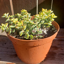 Load image into Gallery viewer, 6" Crassula perforata 'String-of-Buttons'