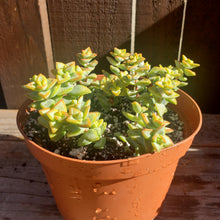 Load image into Gallery viewer, 6" Crassula perforata 'String-of-Buttons'