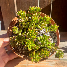 Load image into Gallery viewer, 6"  Sedum rubrotinctum 'Salsa Jellybeans'