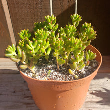 Load image into Gallery viewer, 6"  Sedum rubrotinctum 'Salsa Jellybeans'