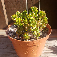 Load image into Gallery viewer, 6"  Sedum rubrotinctum 'Salsa Jellybeans'