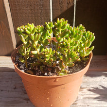 Load image into Gallery viewer, 6"  Sedum rubrotinctum 'Salsa Jellybeans'