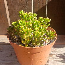 Load image into Gallery viewer, 6"  Sedum rubrotinctum 'Salsa Jellybeans'