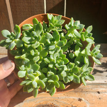 Load image into Gallery viewer, 6" Sedum clavatum