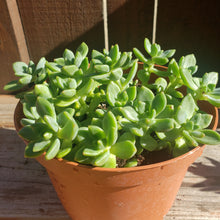 Load image into Gallery viewer, 6" Sedum clavatum