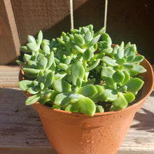 Load image into Gallery viewer, 6" Sedum clavatum