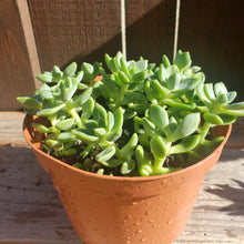 Load image into Gallery viewer, 6" Sedum clavatum
