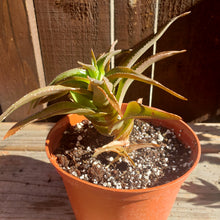 Load image into Gallery viewer, 6" 'Bronze Aloe'