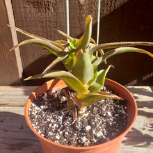 Load image into Gallery viewer, 6" 'Bronze Aloe'