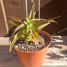 Load image into Gallery viewer, 6" 'Bronze Aloe'