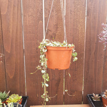 Load image into Gallery viewer, 6" Ceropegia woodii 'String-of-Hearts'