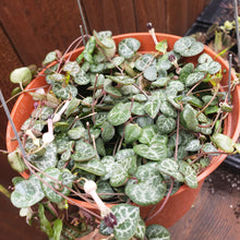 Load image into Gallery viewer, 6" Ceropegia woodii 'String-of-Hearts'