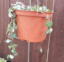 Load image into Gallery viewer, 6" Ceropegia woodii 'String-of-Hearts'