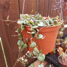 Load image into Gallery viewer, 6" Ceropegia woodii 'String-of-Hearts'