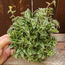 Load image into Gallery viewer, 6" Crassula 'Kitten Ears'