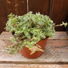 Load image into Gallery viewer, 6" Crassula 'Kitten Ears'