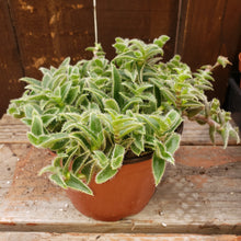 Load image into Gallery viewer, 6" Crassula 'Kitten Ears'