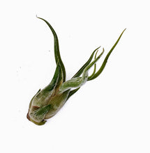 Load image into Gallery viewer, 6&quot; Air Plant - Tillandsia caput medusae &#39;Kracken&#39;
