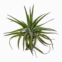 Load image into Gallery viewer, 4&quot; Air Plant - Tillandsia aeranthos &#39;Carnation-of-the-Air&#39;

