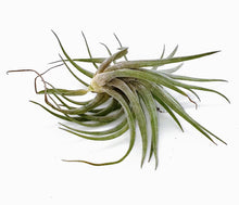 Load image into Gallery viewer, 4&quot; Air Plant - Tillandsia aeranthos &#39;Carnation-of-the-Air&#39;
