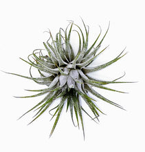 Load image into Gallery viewer, 3&quot; Air Plant - Tillandsia ionantha &#39;Spikey&#39;
