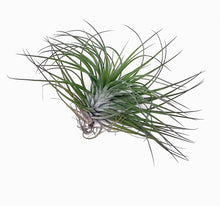 Load image into Gallery viewer, 4&quot; Air Plant - Tillandsia &#39;Hairy&#39;
