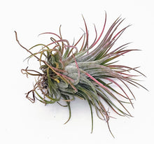 Load image into Gallery viewer, 3&quot; Air Plant - Tillandsia ionantha rubra &#39;Red&#39;
