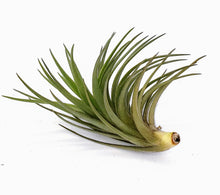 Load image into Gallery viewer, 4&quot; Air Plant - Tillandsia tenuifolia
