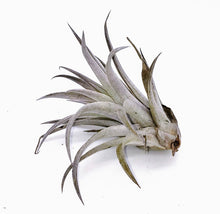 Load image into Gallery viewer, 4&quot; Air Plant - Tillandsia harrisii
