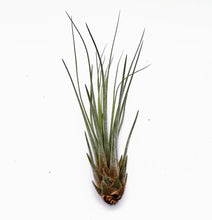 Load image into Gallery viewer, 6&quot; Air Plant - Tillandsia juncea (small)
